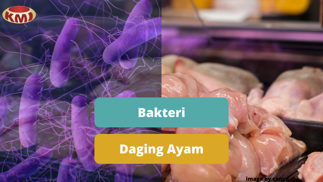 Kenali Bakteri Yang Dapat Mencemari Daging Ayam